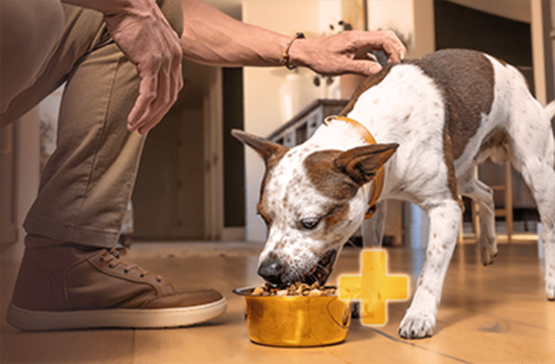 CORE+ Dogs Wellness Pet Food