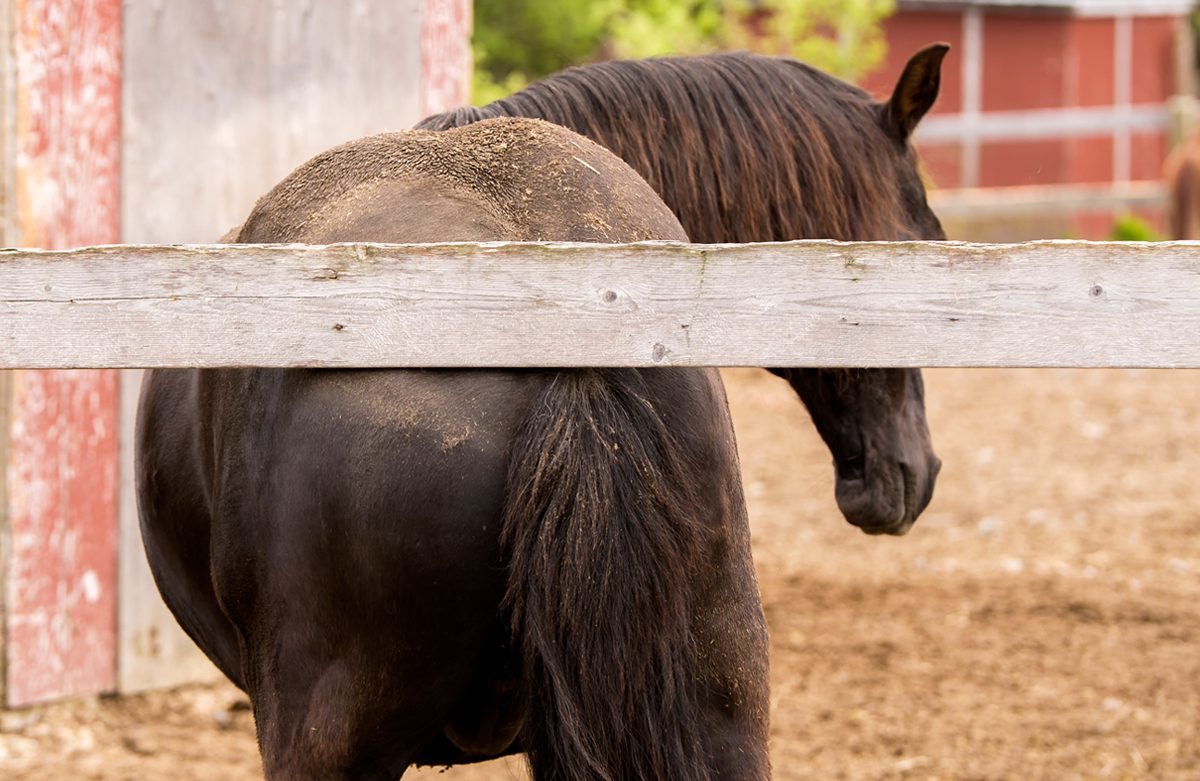 Don’t Let Allergies Rub Your Horse the Wrong Way Wellpride