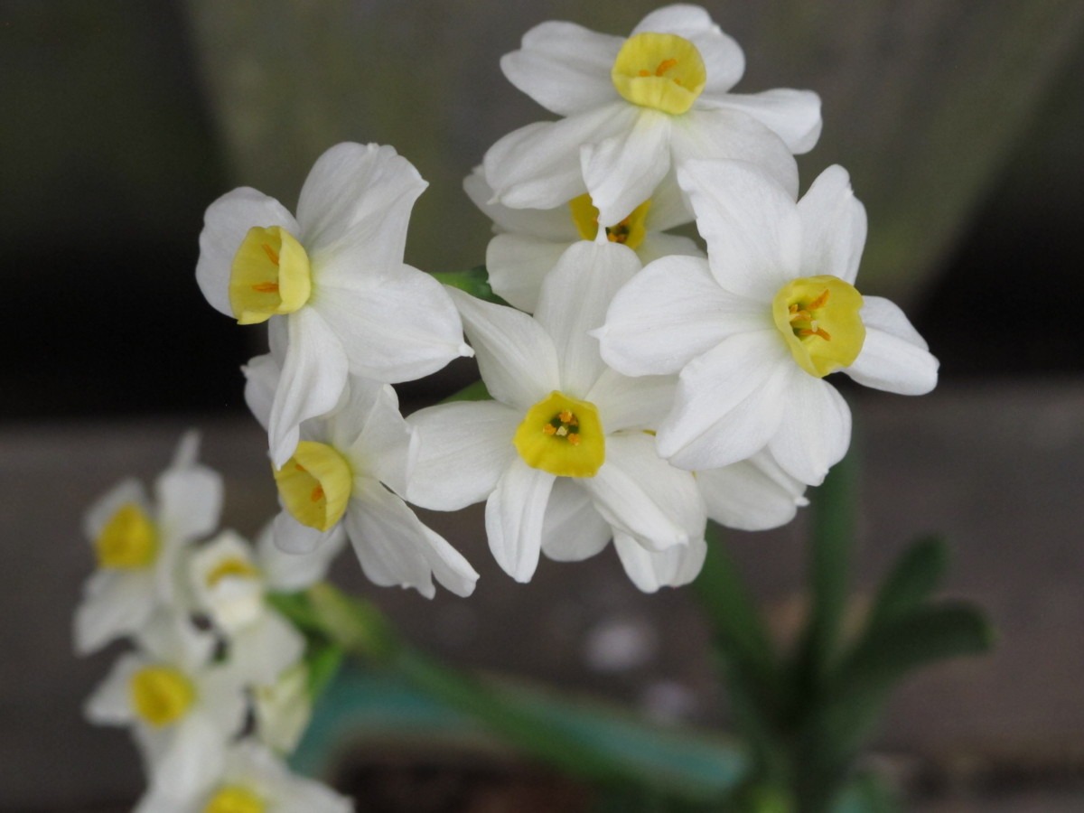 Paperwhite Narcissus Fragrant And Easy To Grow » The Farm In My Yard