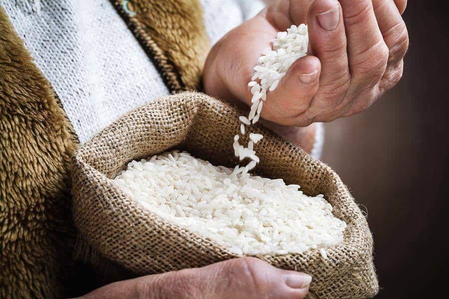 Rice Protein vs Whey Protein Comparison