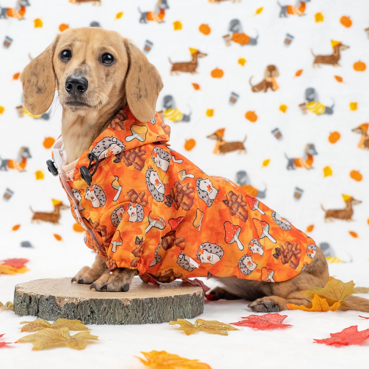 Dog rain coat Falling in Love Dog raincoats Accessories