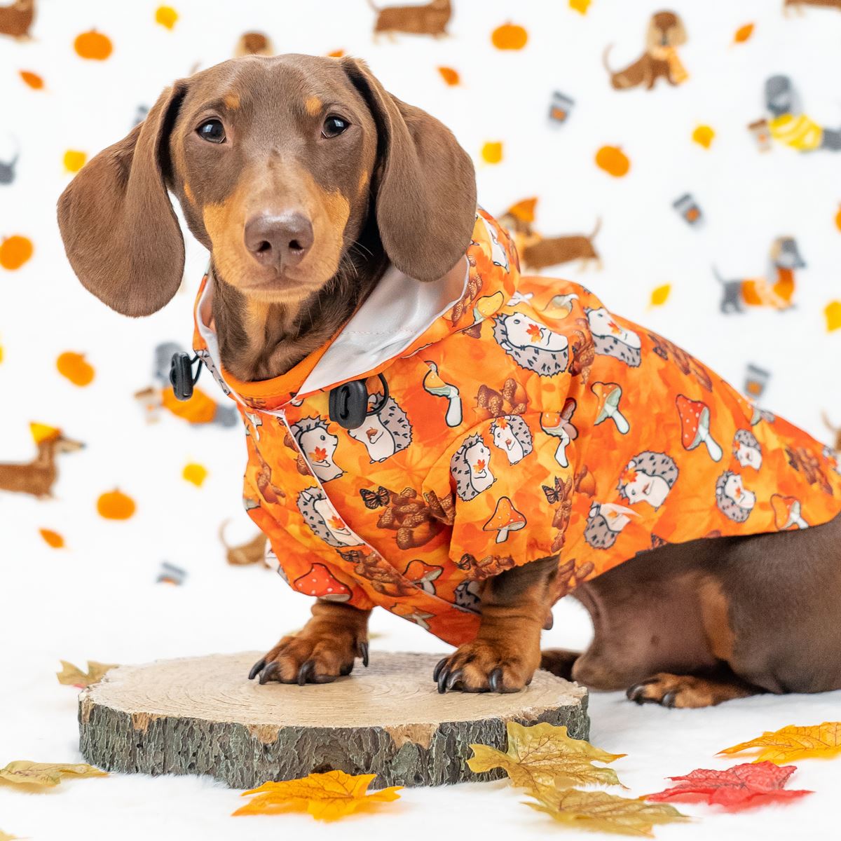 Dog rain coat Falling in Love Dog raincoats Accessories