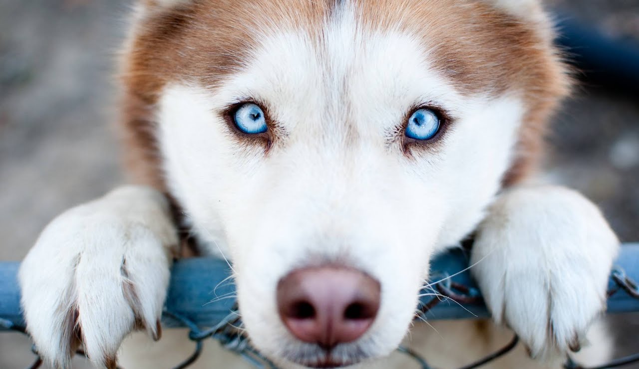 7 bonnes raisons d'avoir un chien comme animal de