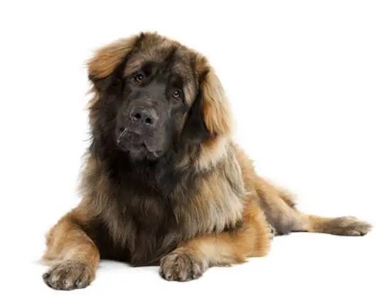 Leonberger Hunderasse L Wesen & Charakter, Bilder und Infos
