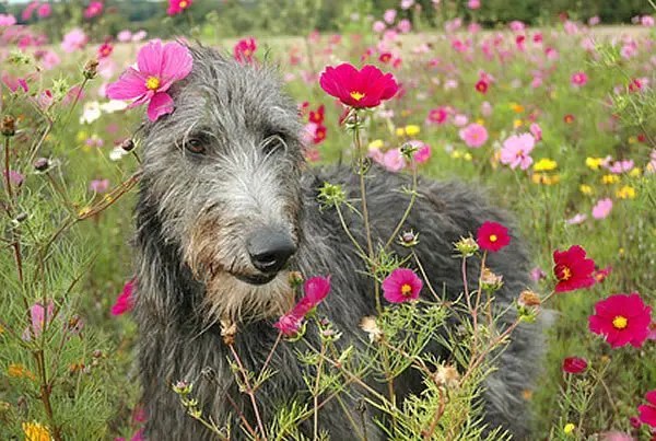 Deerhound Wesen, Charakter Bilder und Infos zur Rasse Hunderassen D
