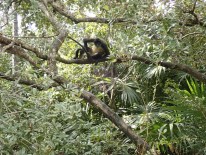 Spider-Monkeys