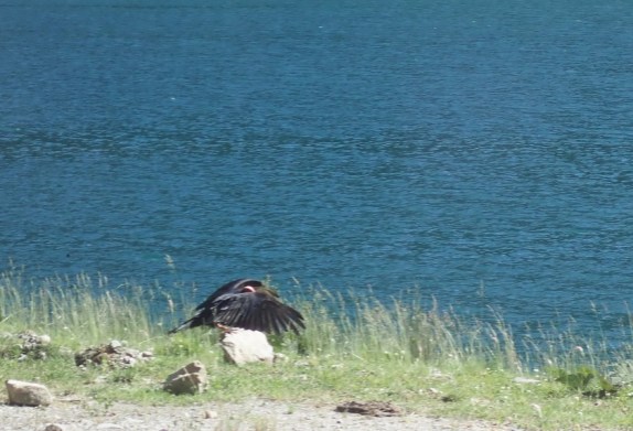 Geier im Abflug