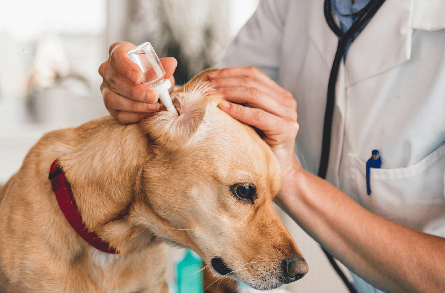 Everything You Need to Know About Dog Ear Cleaners