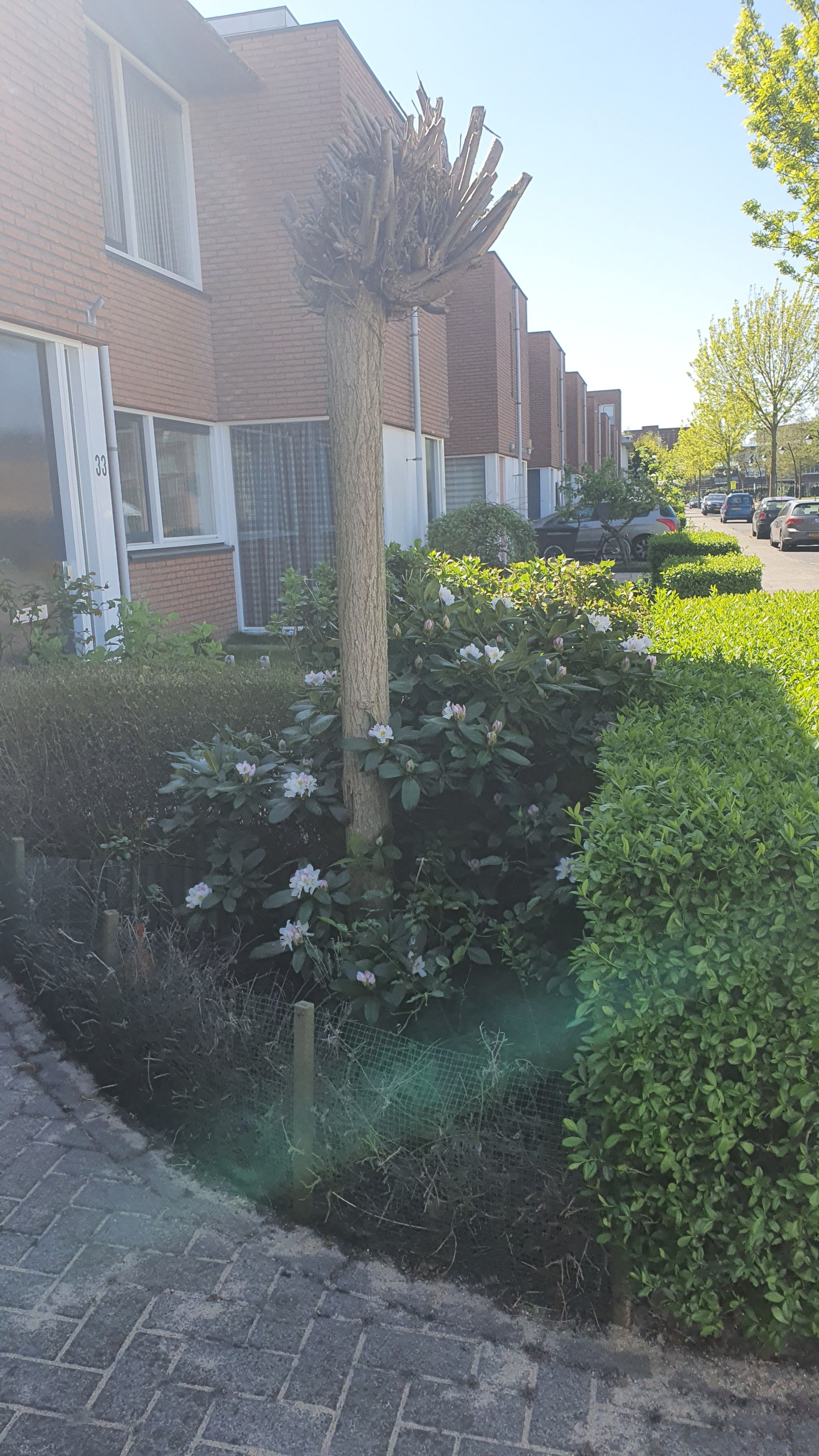 Voor heggen en heesters geldt een minimale afstand van 0,5 meter. Web share your videos with friends, family, and the world Tuin Boom rooien; 1 boom in voortuin Werkspot