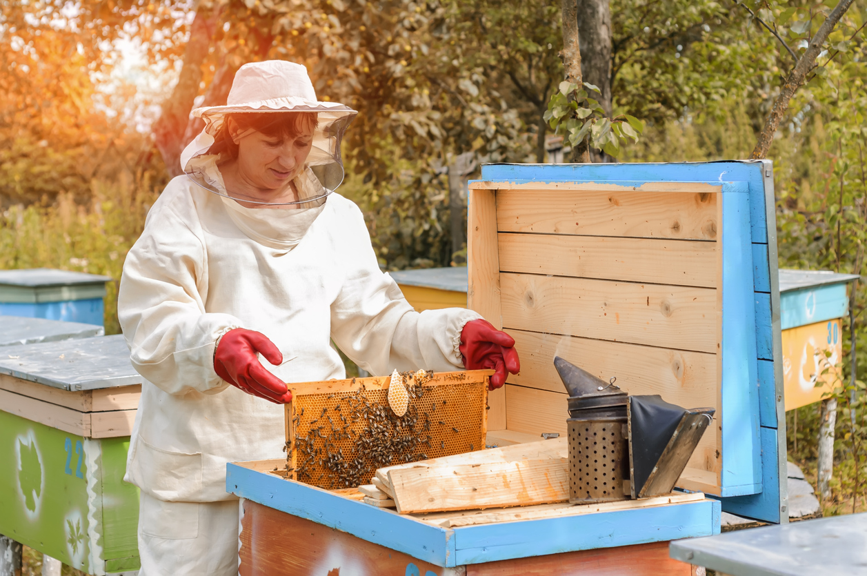 Business of Beekeeping The Growing Business of Beekeeping Nature