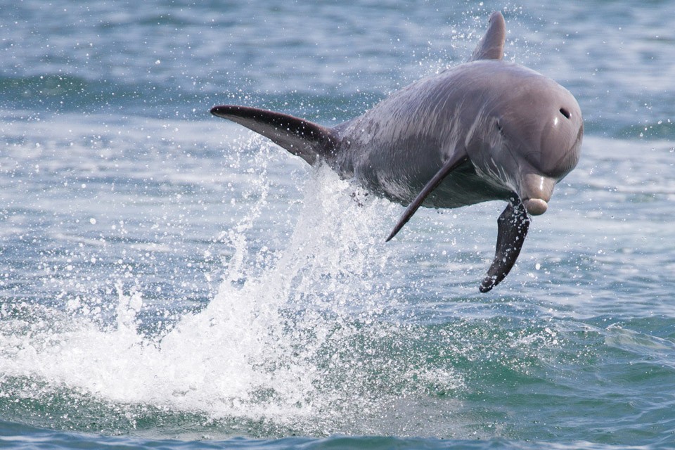 Threat or Theory How realistic are "Dolphin Attacks" in voice(028)