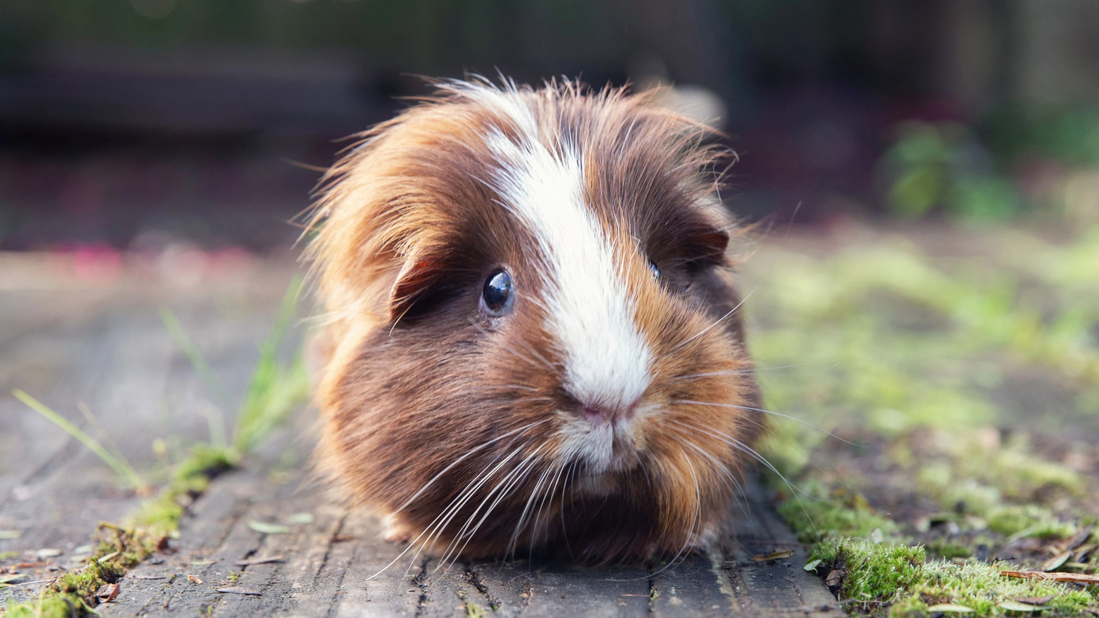7 Things We Love About Guinea Pigs Westside Animal Hospital