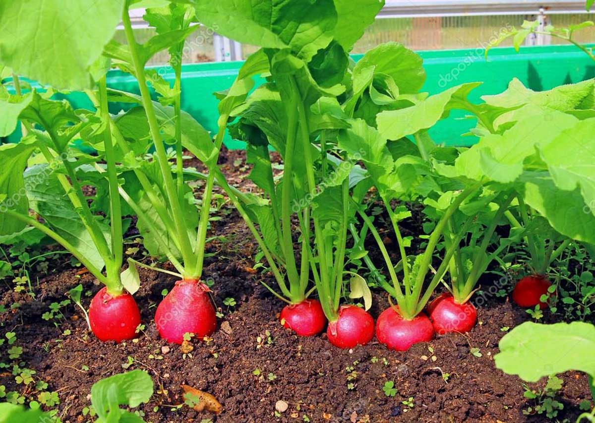 Cultivos de OtoñoInvierno. Por Alex Payan