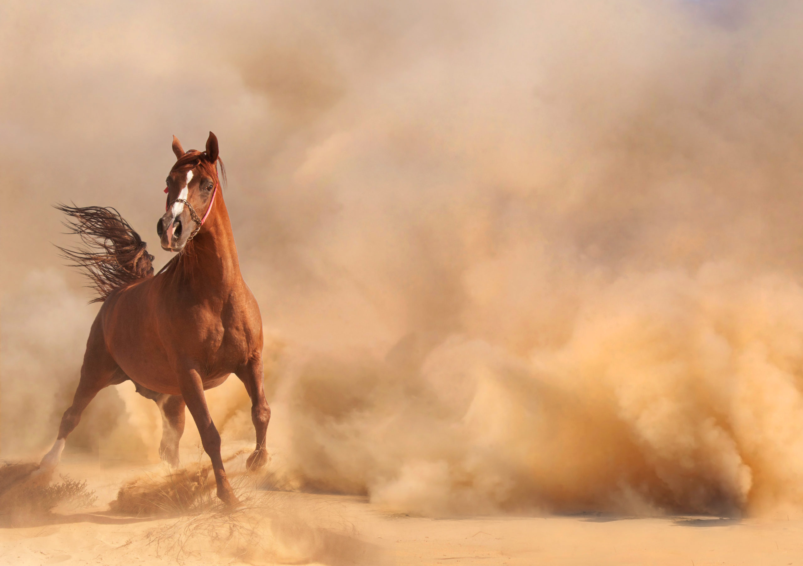 Arabian horse running out of the Desert Storm Valley Center Western Days