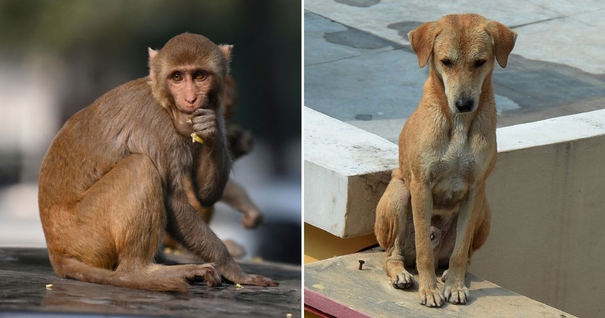 Report War Between Monkeys and Dogs Engulfs Town, Winner Finally