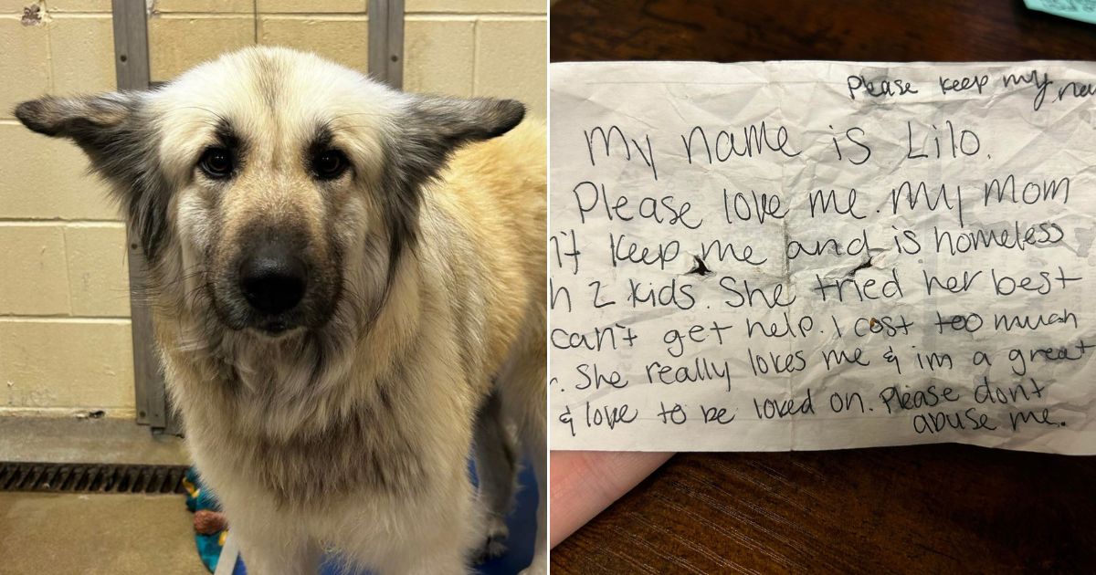 Dog Found Wandering with Tragic Note on Collar, Now Rescue Is Earnestly