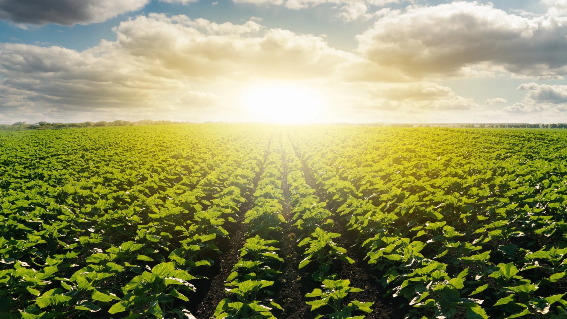 St. James To Receive Agricultural Boost in 2023 Western Mirror