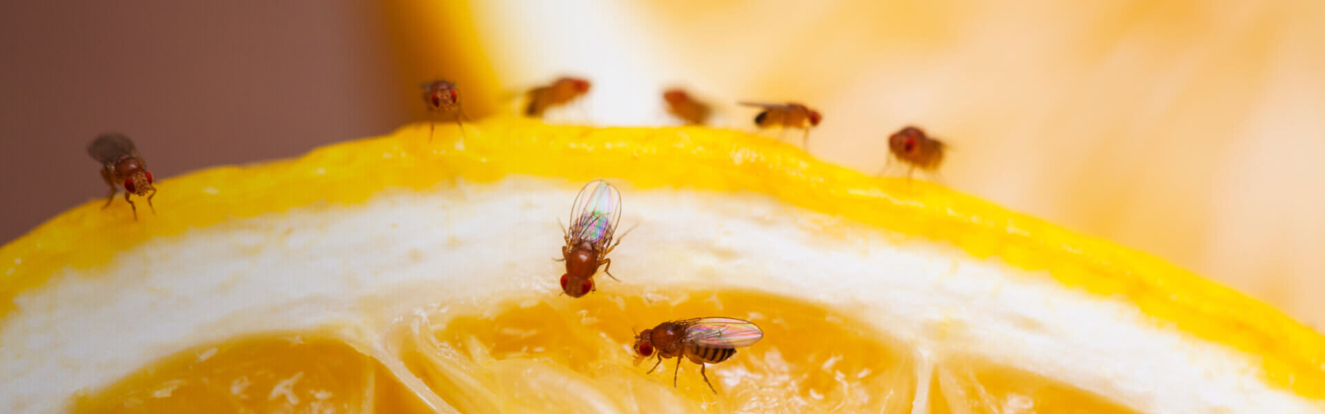 Fruit Fly Facts & Information