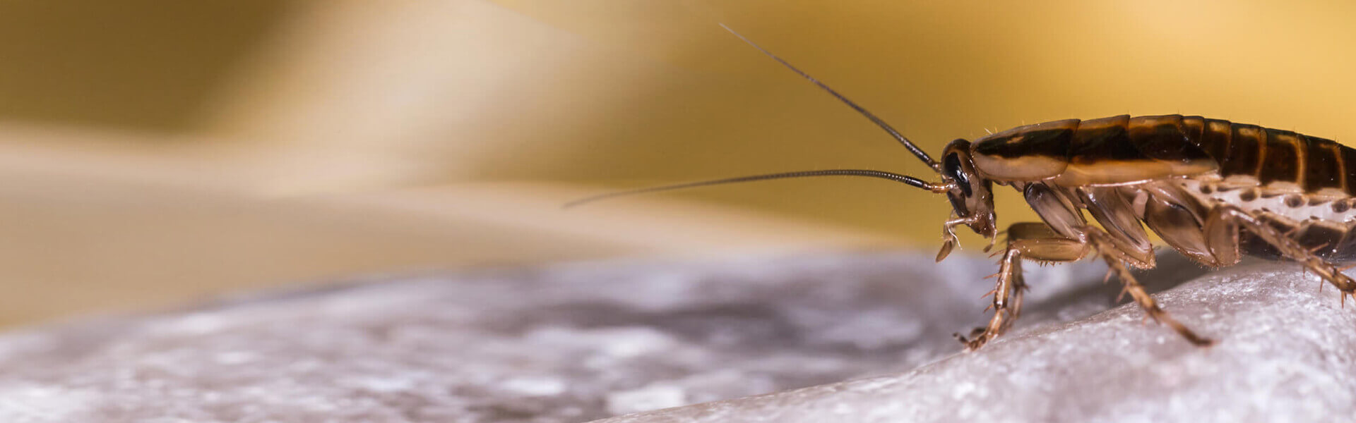 German Cockroach Facts & Information