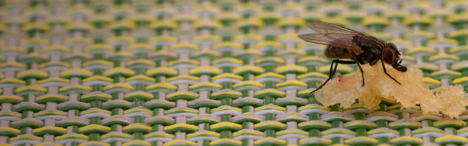 House Fly Facts & Information