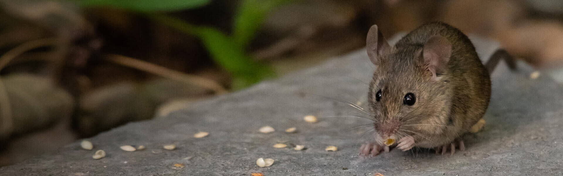 House Mouse Facts & Information