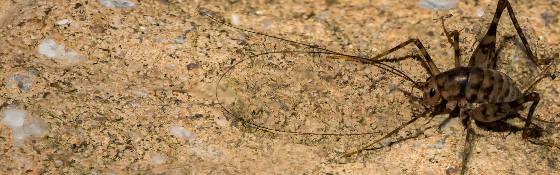 Cave Cricket Facts & Information