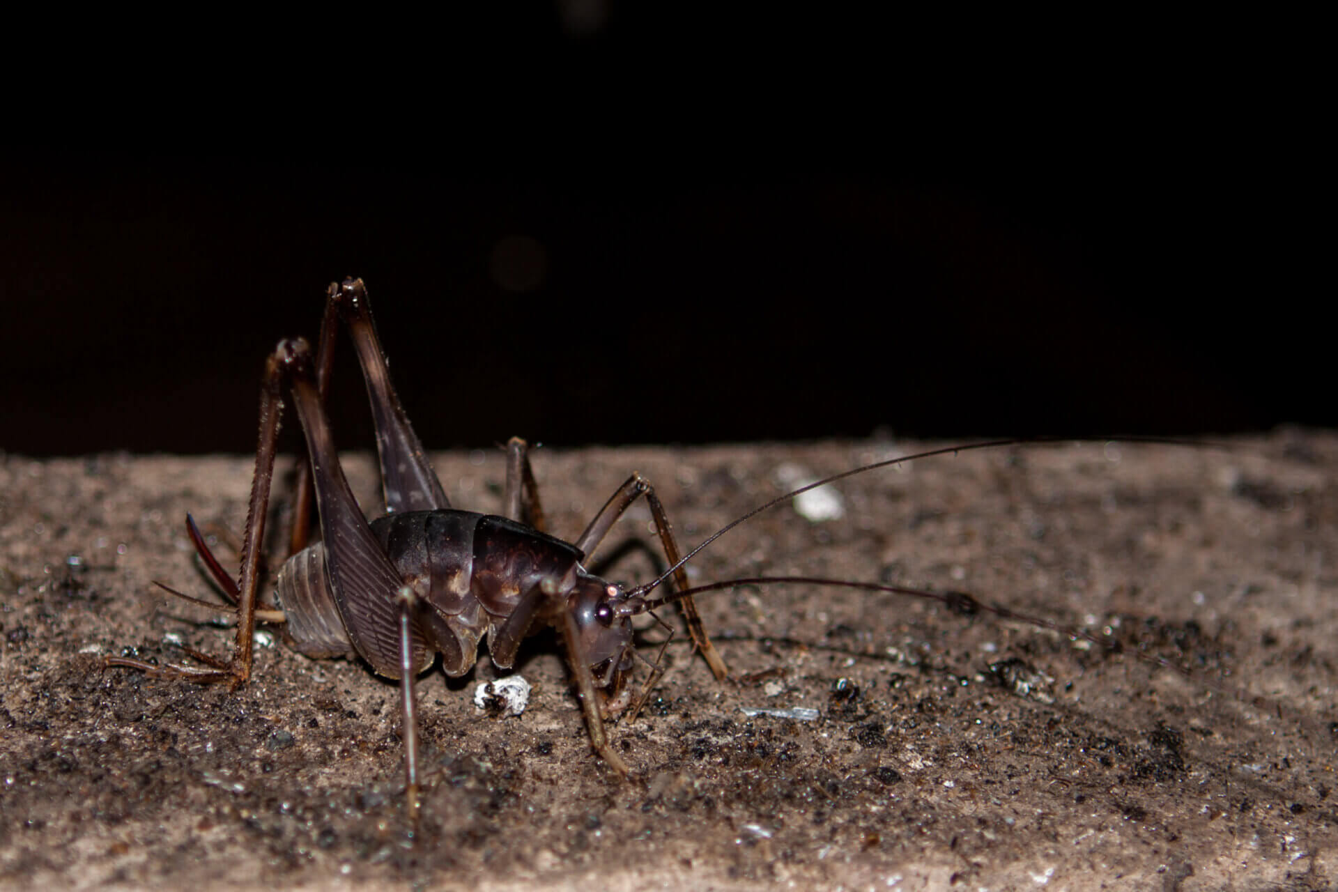 Cave Crickets