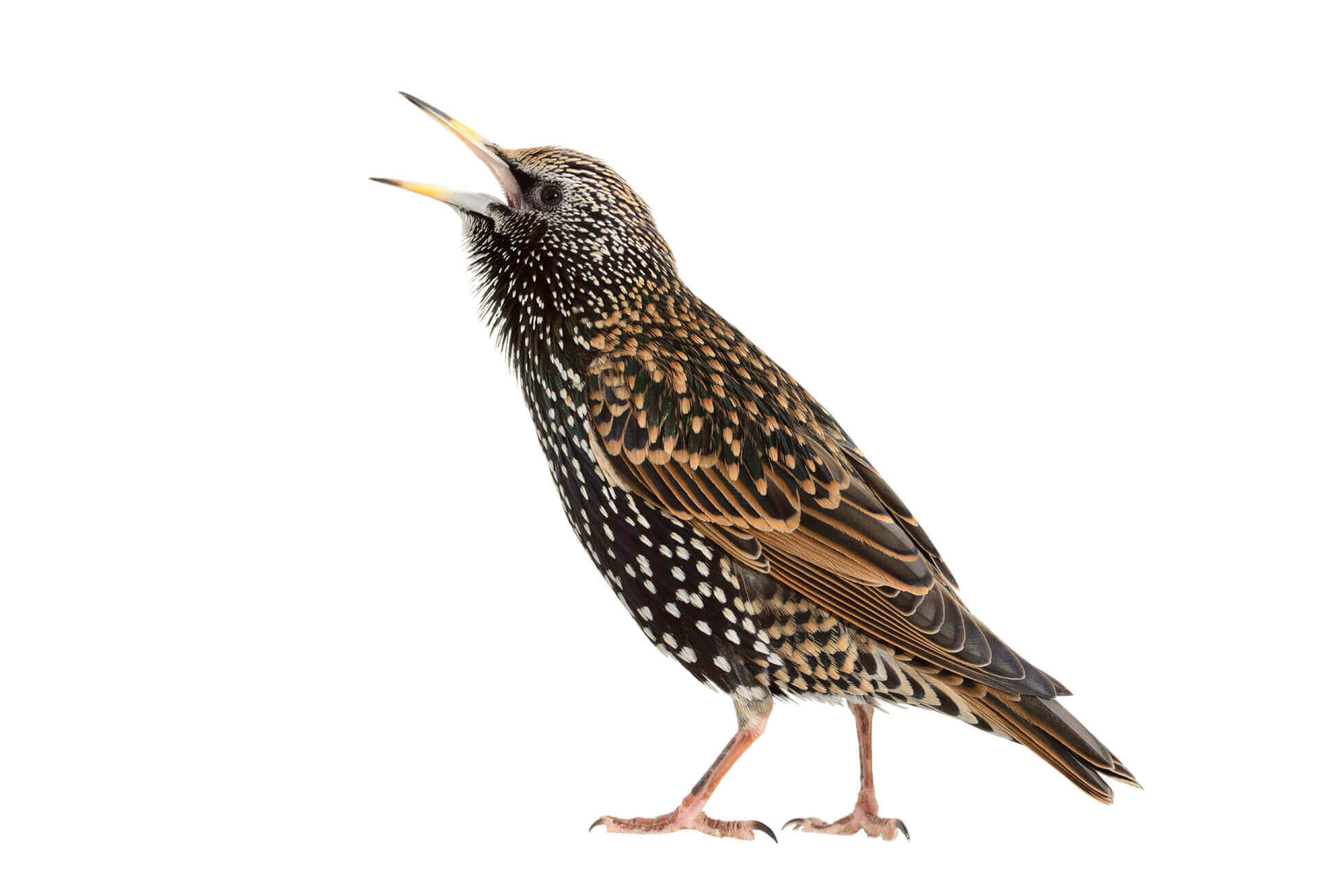 Starling Facts & Information