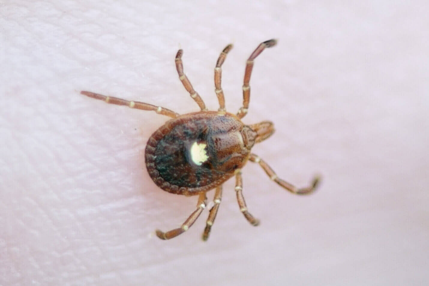 Lone Star Tick Facts & Information