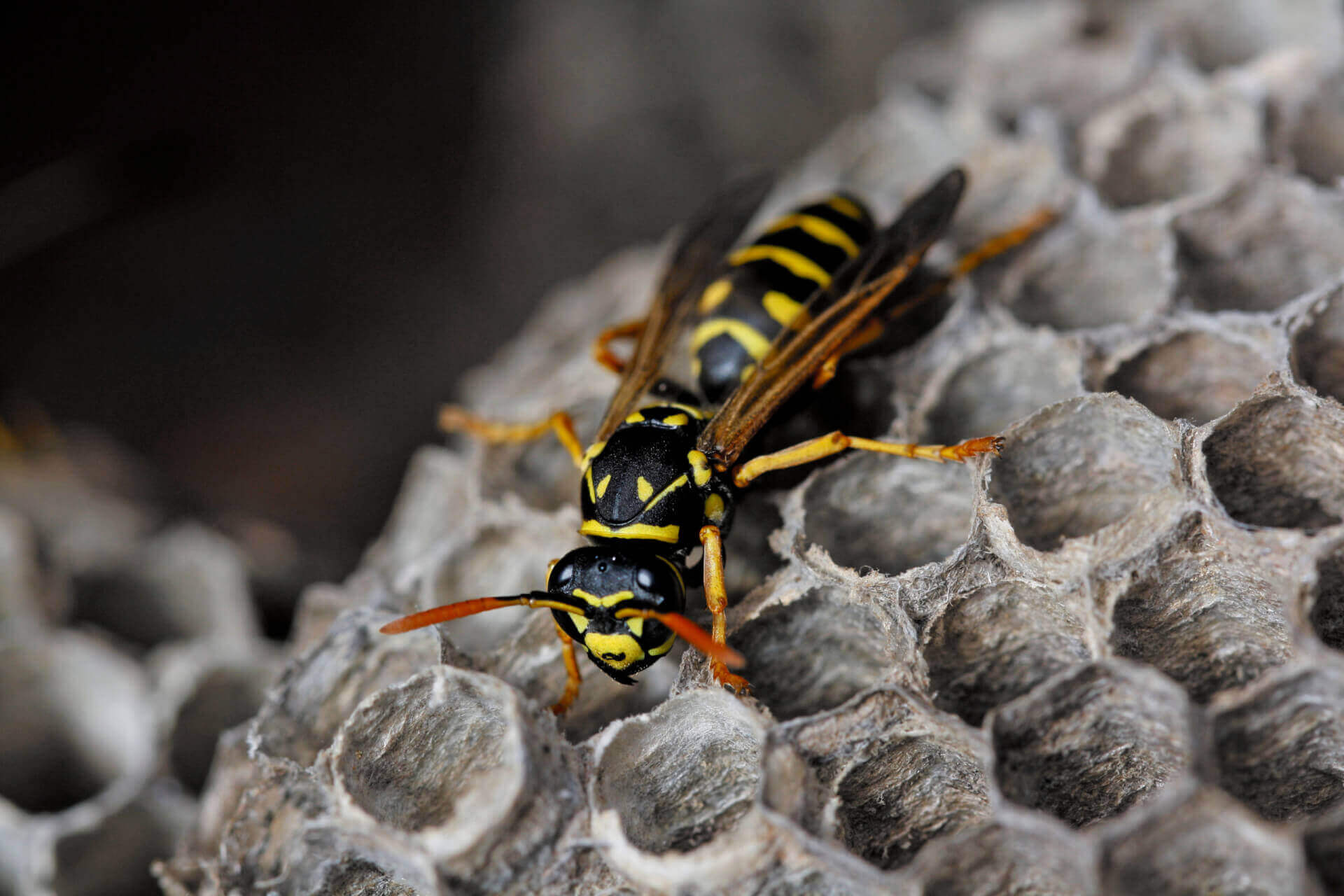 Paper Wasp Queen Identification