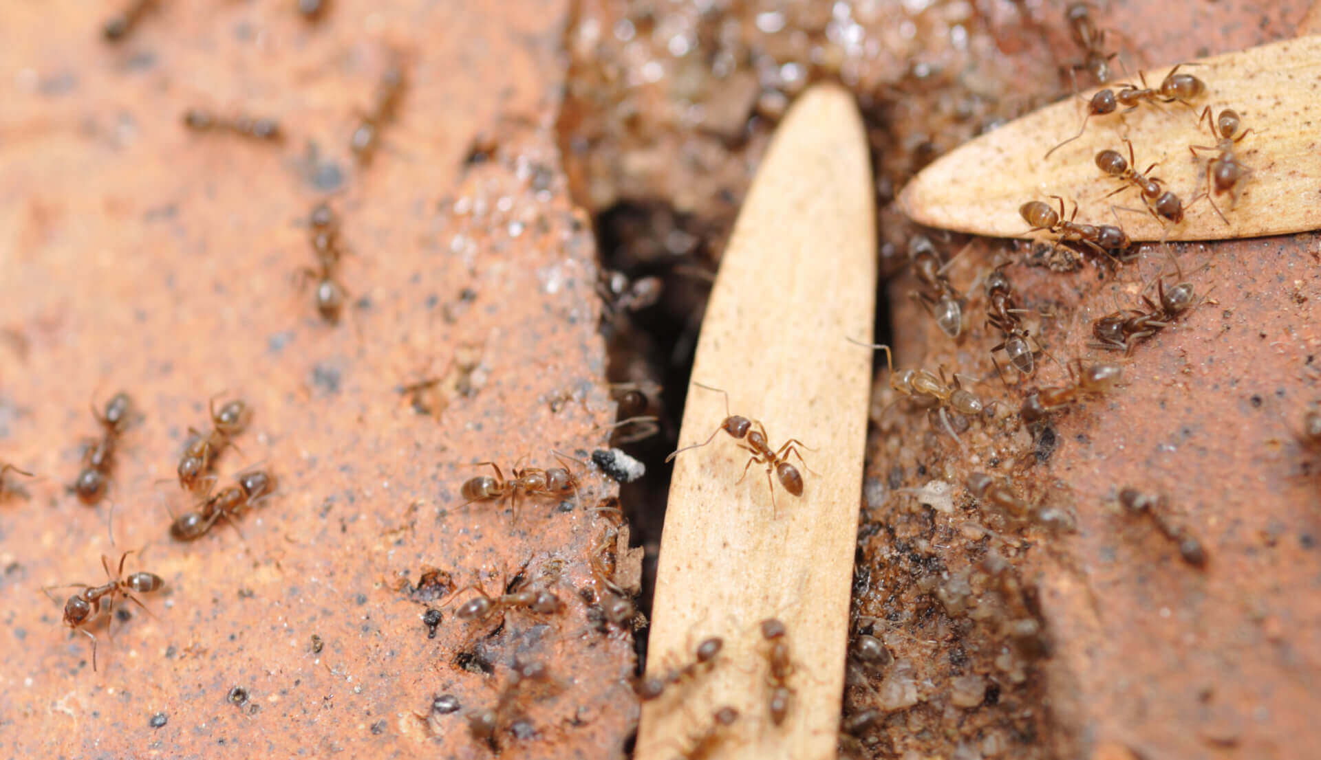Pavement Ant Facts & Information