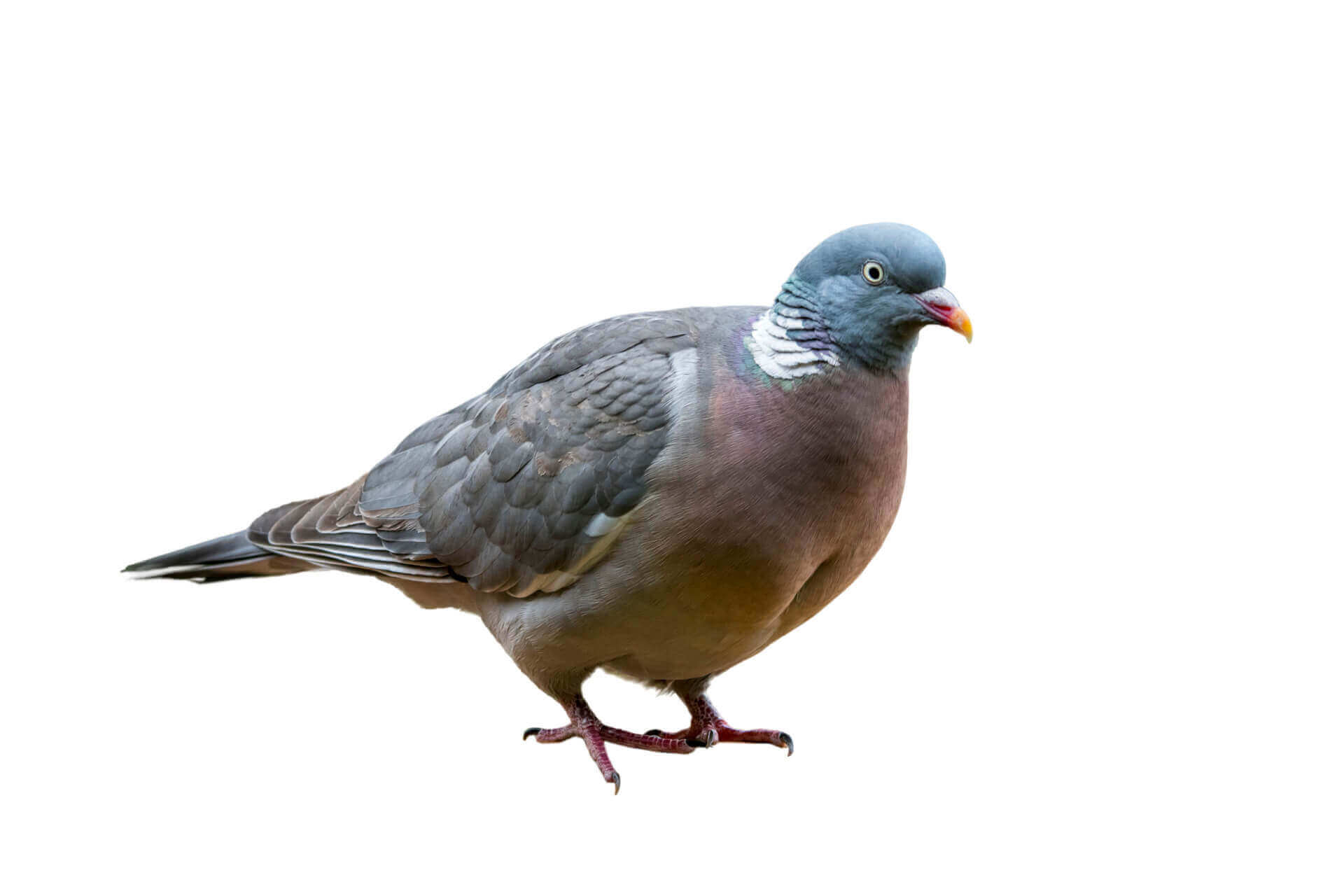 Pigeon Facts & Information