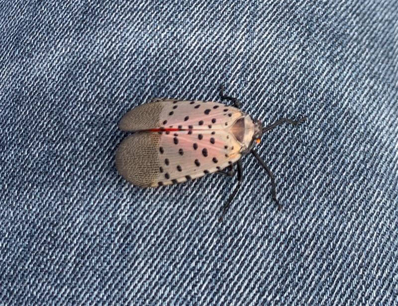 The Spotted Lanternfly What You Can Do to Help Western Pest Services