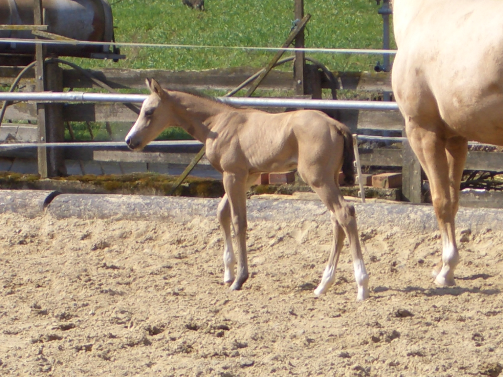 AllAround Quarter Horse Zucht,DQHA Zuchtbetrieb
