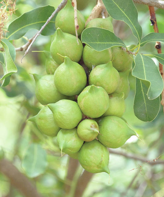 Macadamia nut production, farm value up from last season