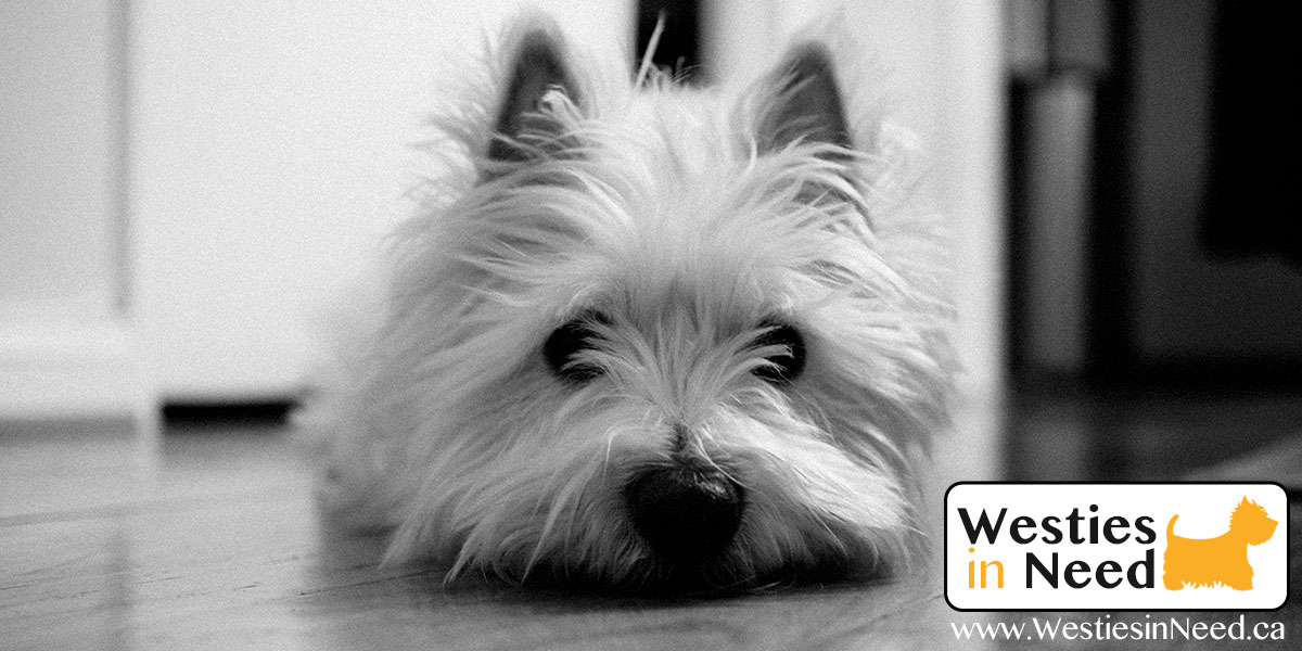 Senior Citizens Dog Adoption West Highland Terriers Westies in Need