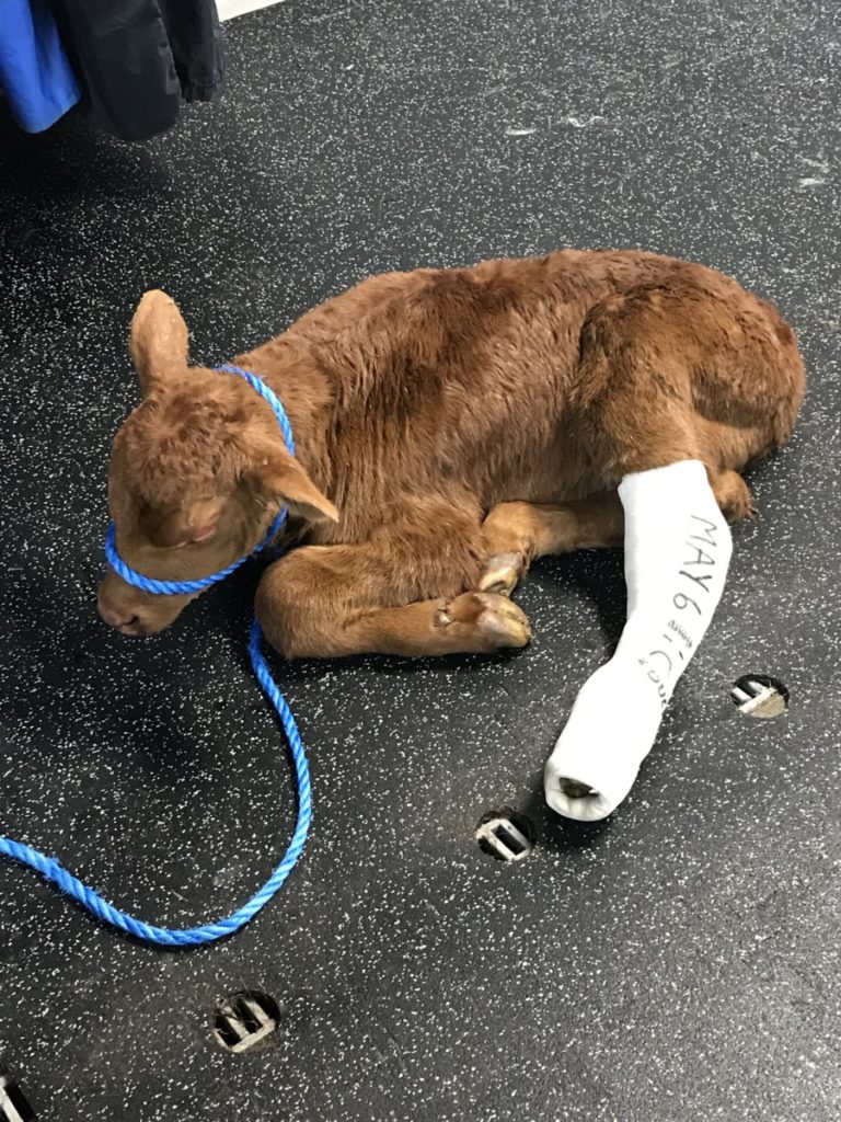 Calves with Broken Legs • Westlock Veterinary Center