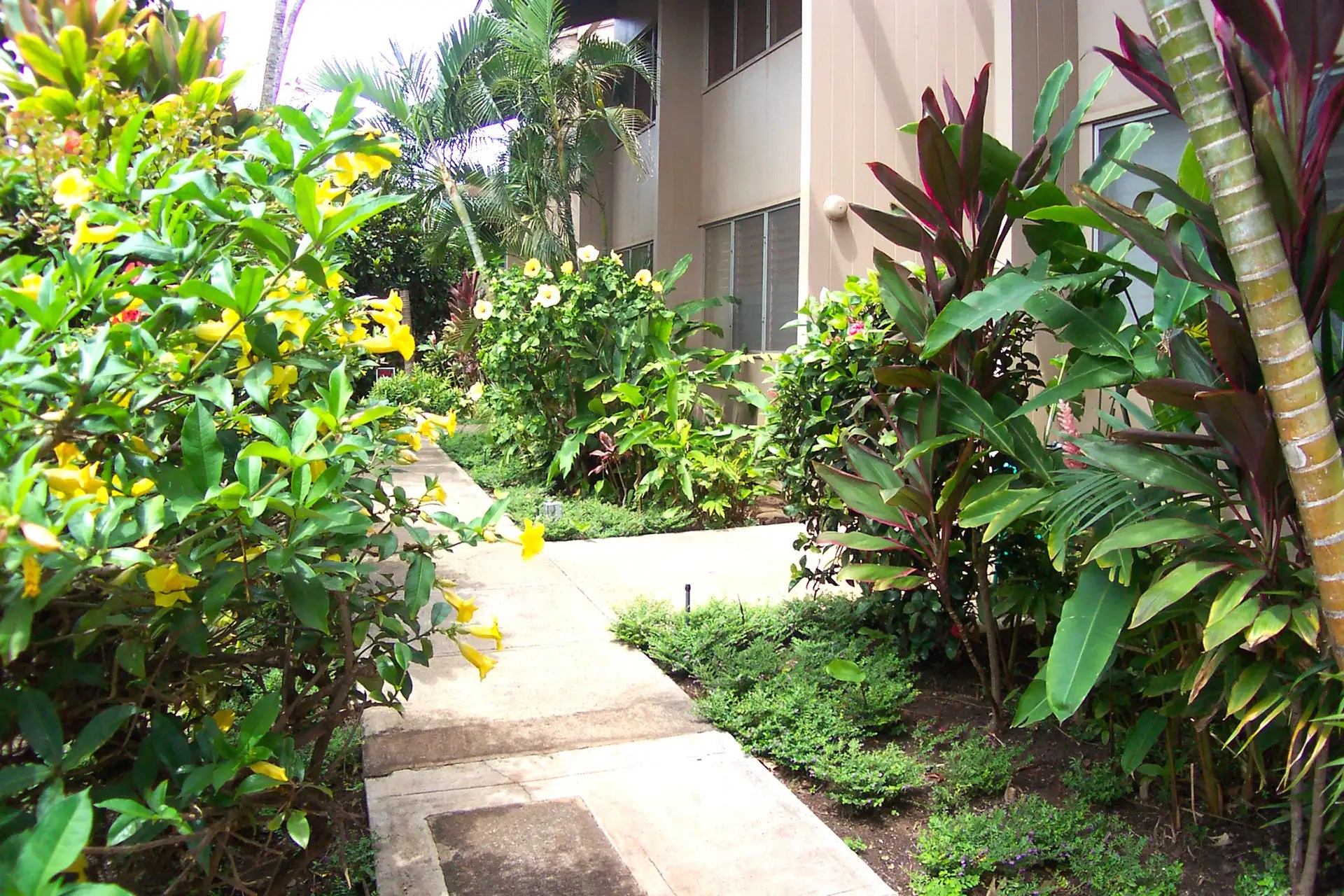 The Pikake Maui West Maui Condos for Rent Chase 'N Rainbows