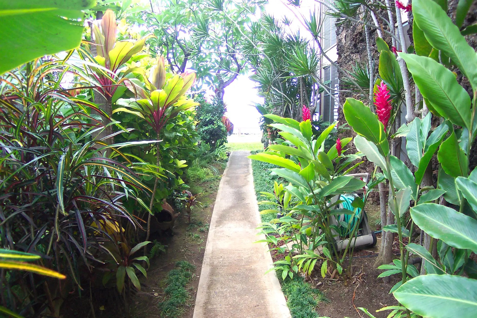 The Pikake Maui West Maui Condos for Rent Chase 'N Rainbows