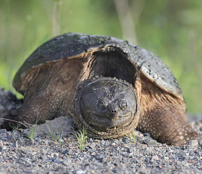 Meet the champions for the conservation of native turtles Westmount