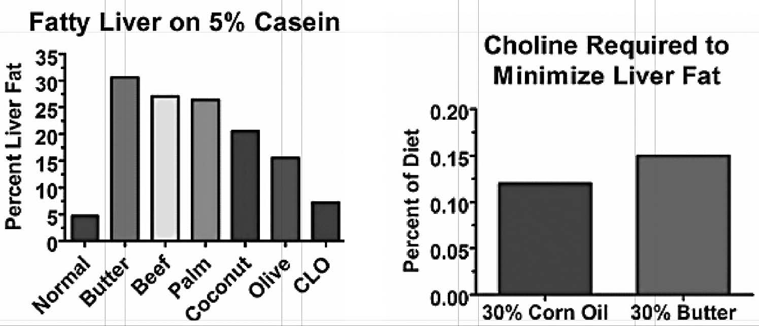 Choline Supplements For Fatty Liver Brain Mind Article