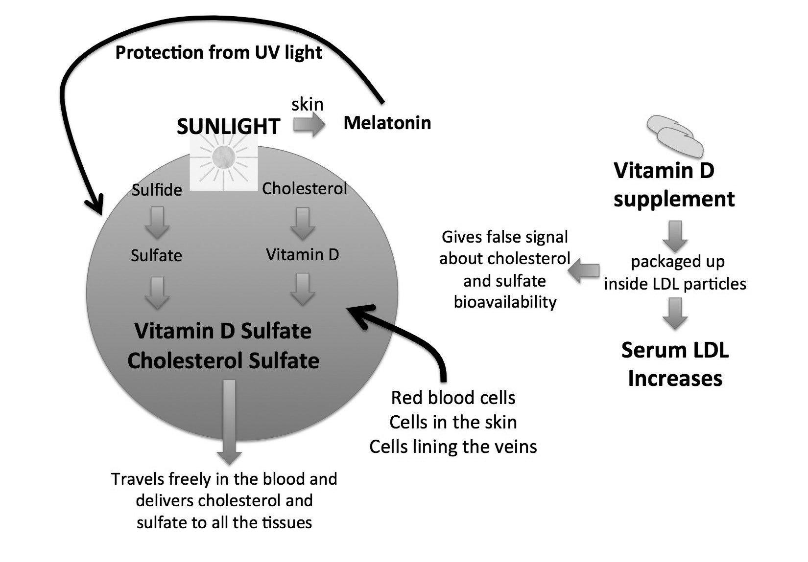 Sunlight and Vitamin D They're Not the Same Thing The Weston A. Price Foundation