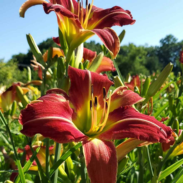 Daylily Gardeners World Fasci Garden
