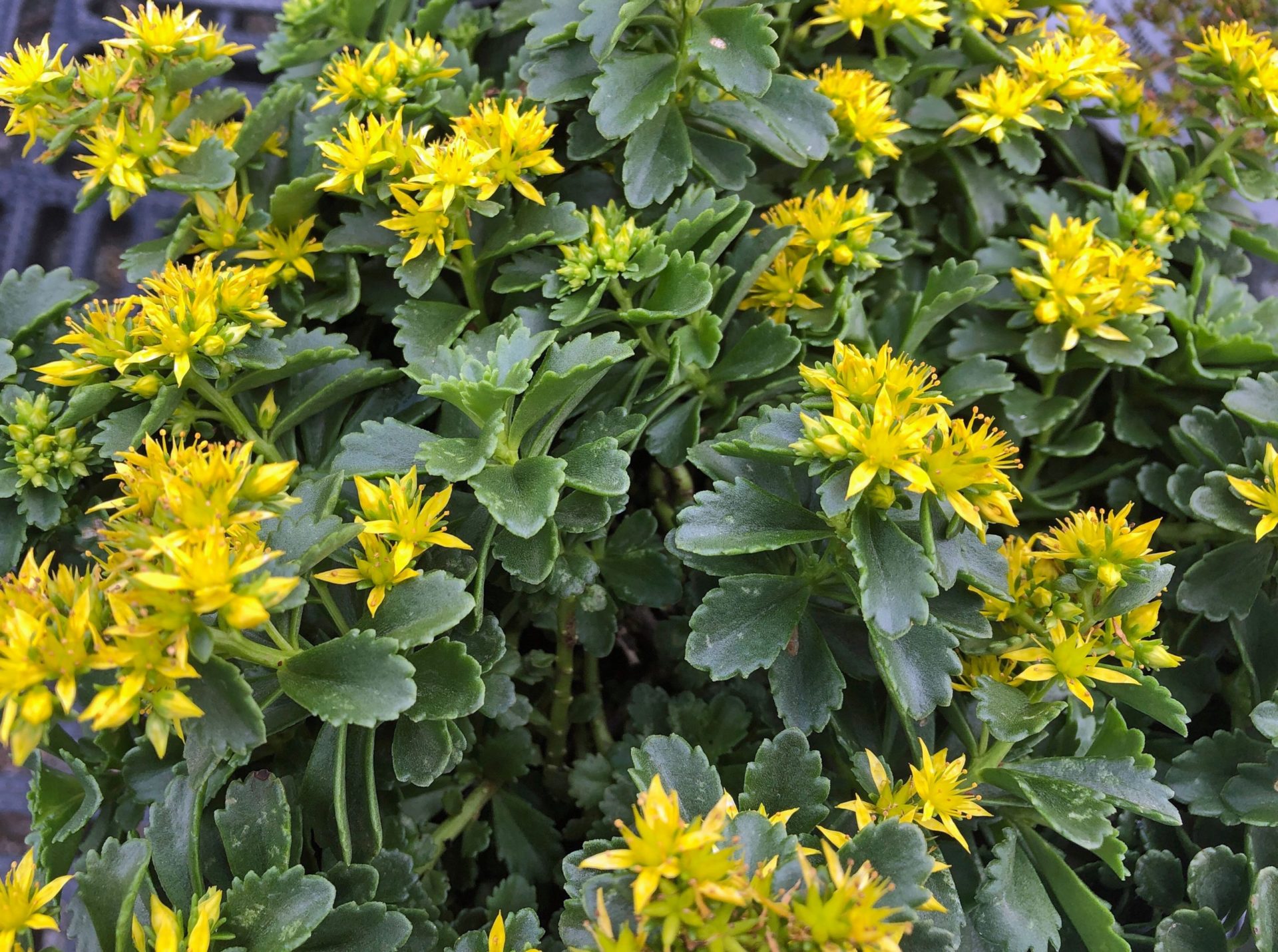 Spectacular Sedum Weston Nurseries