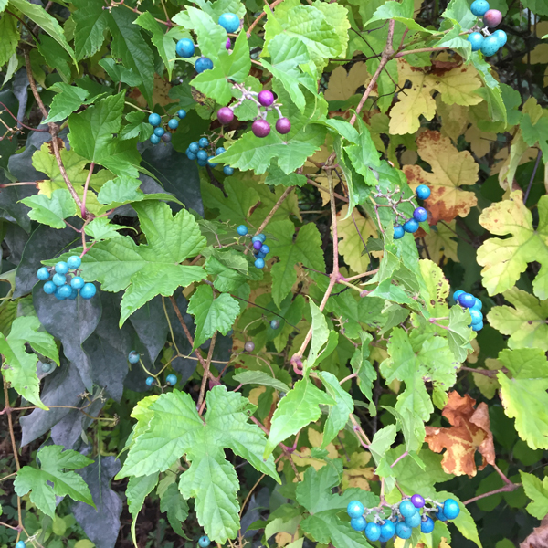 Two Invasive Vines with Colorful Berries Weston Nurseries