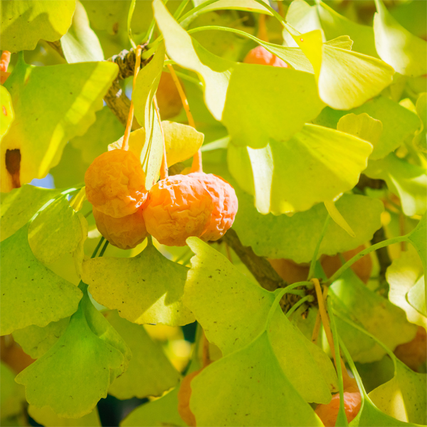 Maidenhair Tree (Ginkgo) Weston Nurseries