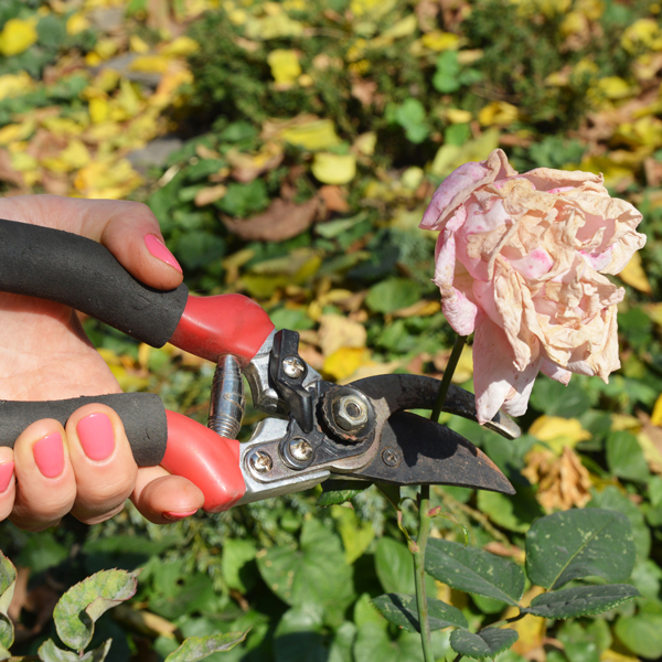 8 Simple "Do Now" Steps to Get Your Roses Ready for Winter Weston