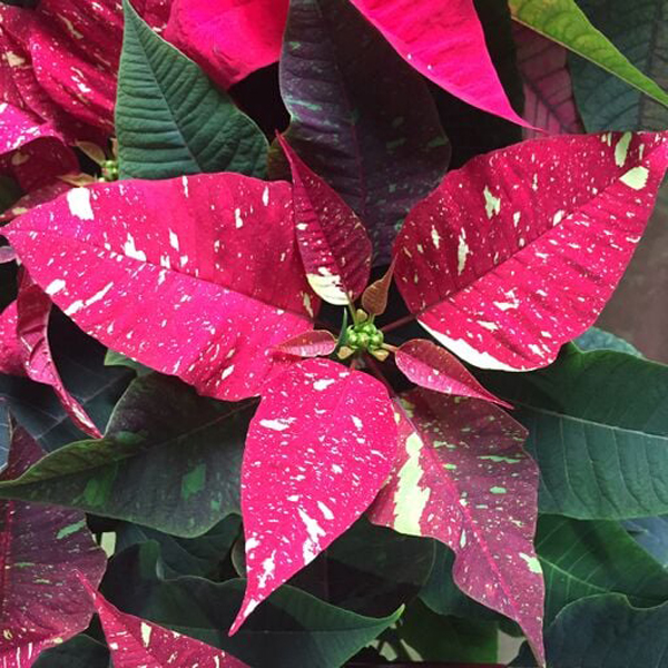 Poinsettia Flower Toxicity Best Flower Site