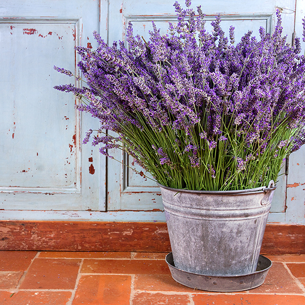 15 Best Smelling Houseplants | Garden Blog | Weston Nurseries