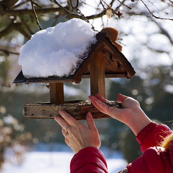 Bird Feeding Foods For Winter Garden Blog Weston Nurseries